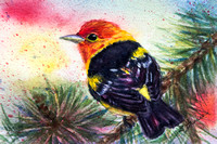 Winter Tanager